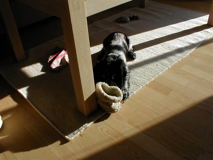 Cocker spaniel Chianti (Fisen) R.I.P - Ja, der er Mor´s hjemmesko billede 3