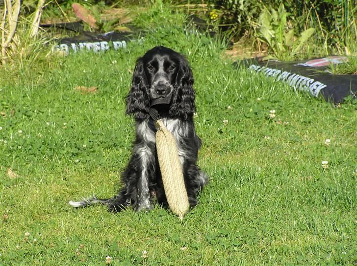 Cocker spaniel Chianti (Fisen) R.I.P - Jeg fik den her apport af naboen billede 4