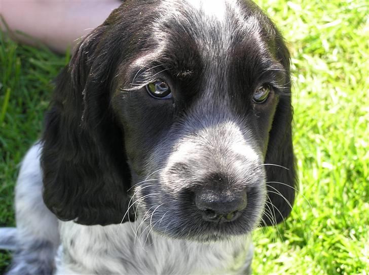 Cocker spaniel Chianti (Fisen) R.I.P - Første dag hos min ´Mor´....Såååå fin billede 6