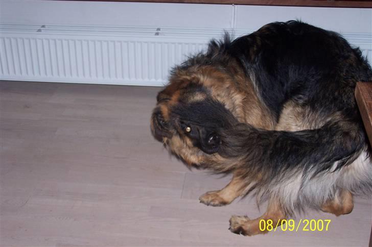 Schæferhund Bastian R.I.P billede 10