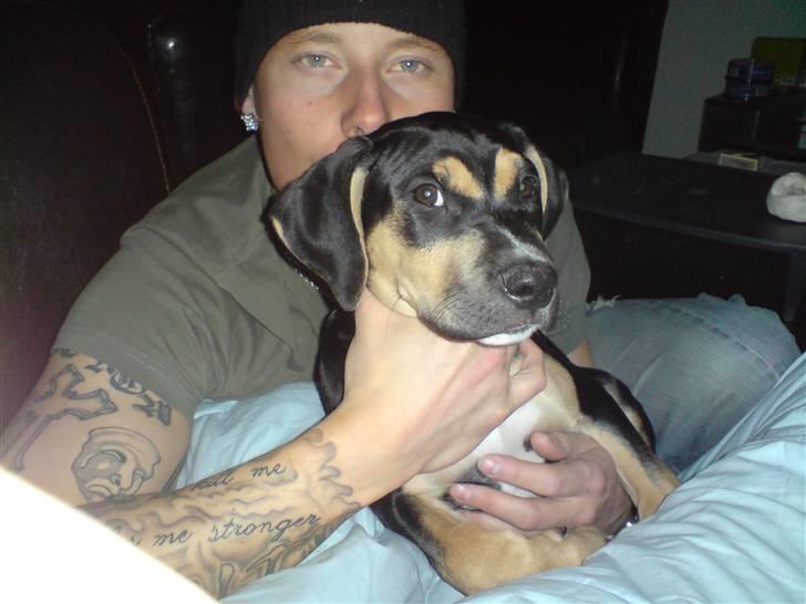 Amerikansk staffordshire terrier Cæsar billede 11