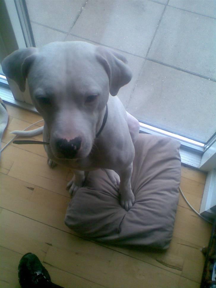 Amerikansk staffordshire terrier Snow R.I.P  28/4-2008   billede 1