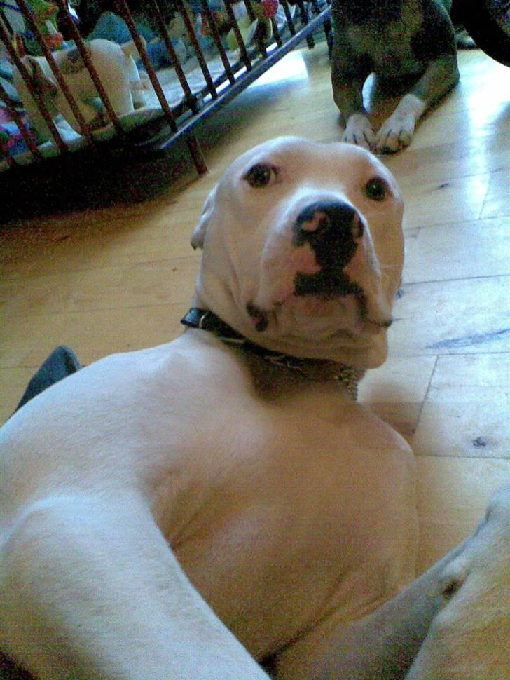 Amerikansk staffordshire terrier Snow R.I.P  28/4-2008   billede 2