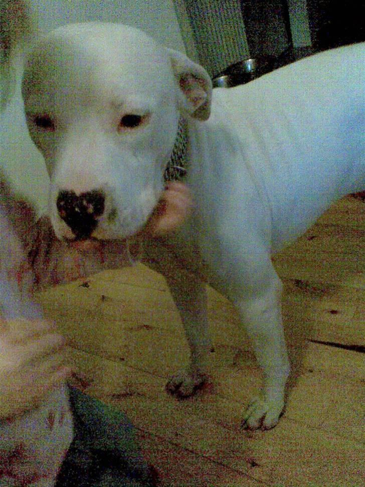 Amerikansk staffordshire terrier Snow R.I.P  28/4-2008   billede 3