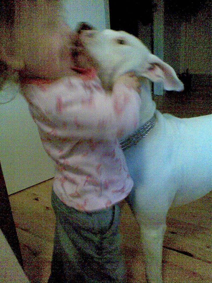 Amerikansk staffordshire terrier Snow R.I.P  28/4-2008   billede 4