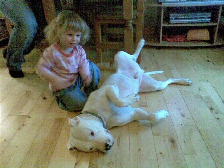 Amerikansk staffordshire terrier Snow R.I.P  28/4-2008   billede 5