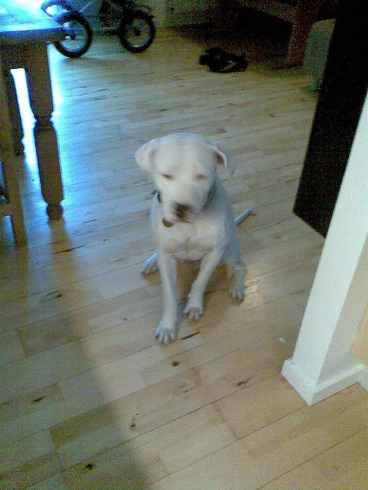 Amerikansk staffordshire terrier Snow R.I.P  28/4-2008   billede 6