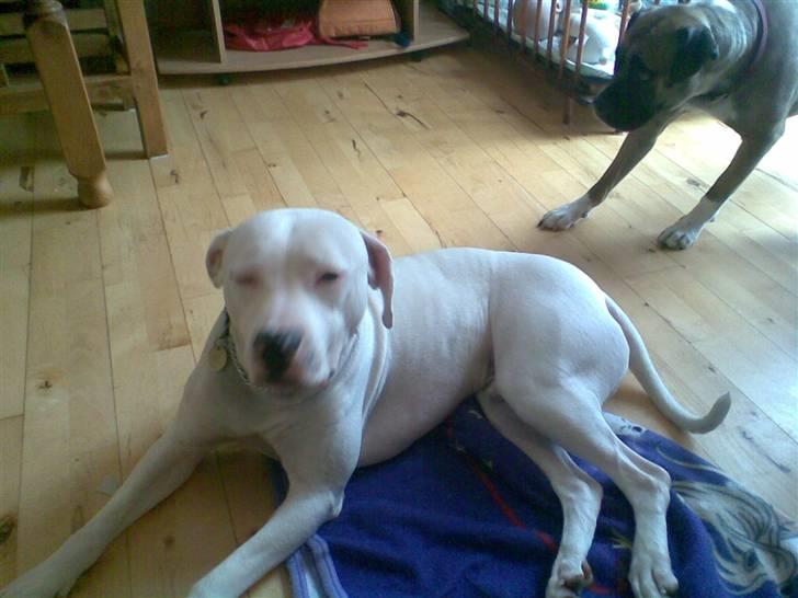 Amerikansk staffordshire terrier Snow R.I.P  28/4-2008   billede 7