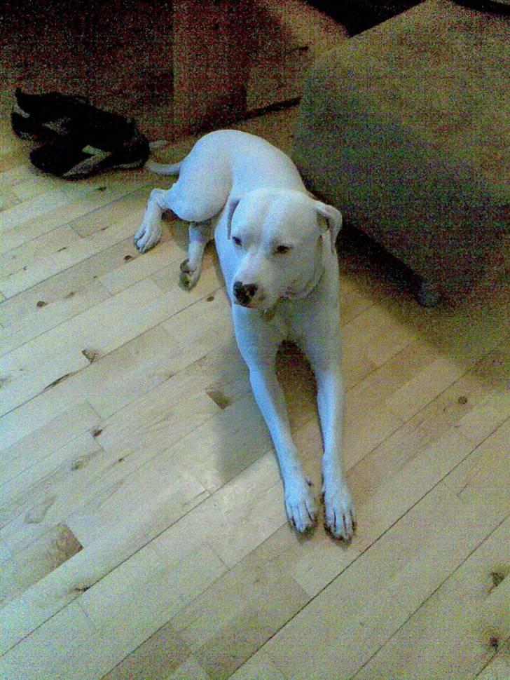 Amerikansk staffordshire terrier Snow R.I.P  28/4-2008   billede 8