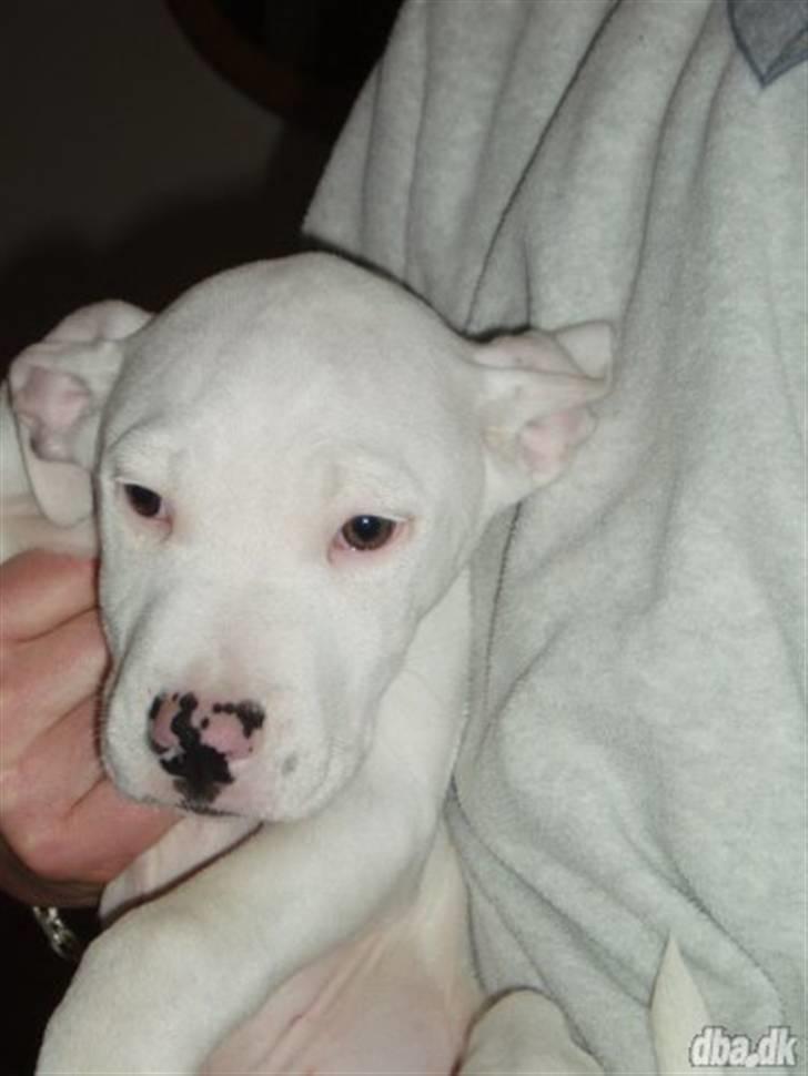 Amerikansk staffordshire terrier Snow R.I.P  28/4-2008   billede 9