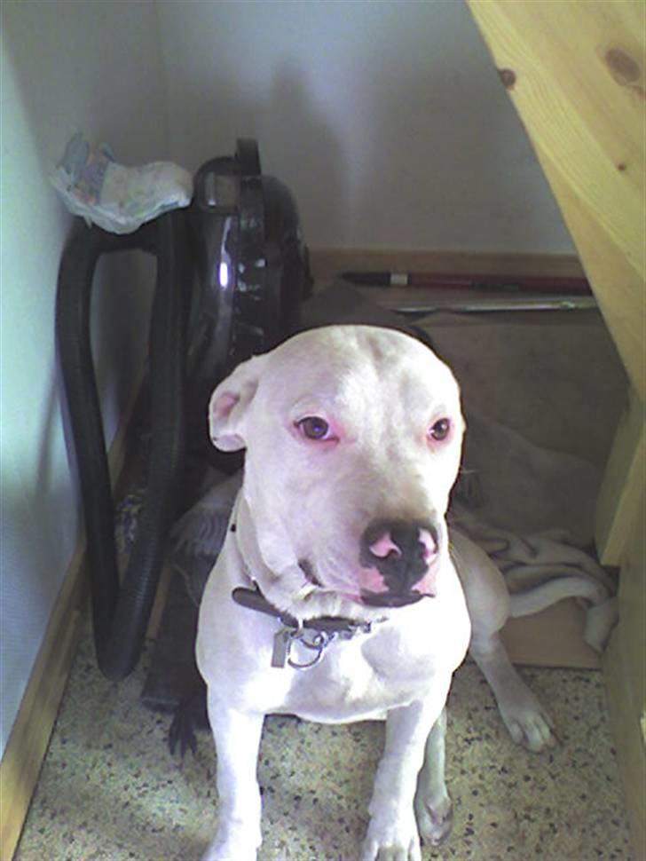 Amerikansk staffordshire terrier Snow R.I.P  28/4-2008   billede 10