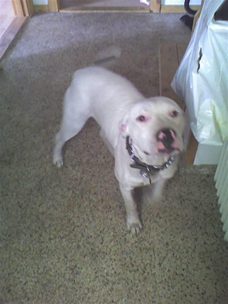 Amerikansk staffordshire terrier Snow R.I.P  28/4-2008   billede 11