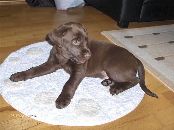 Labrador retriever Gordon - 8 uger og 2 dagen gammel... Første aften hos hans nye familie.. billede 1