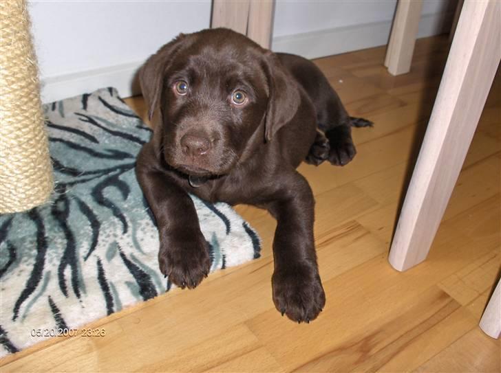 Labrador retriever Gordon billede 2