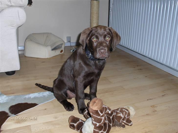 Labrador retriever Gordon billede 3