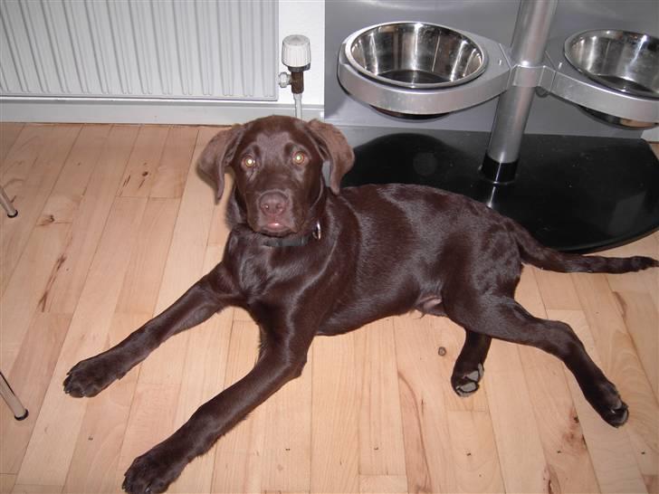 Labrador retriever Gordon billede 4