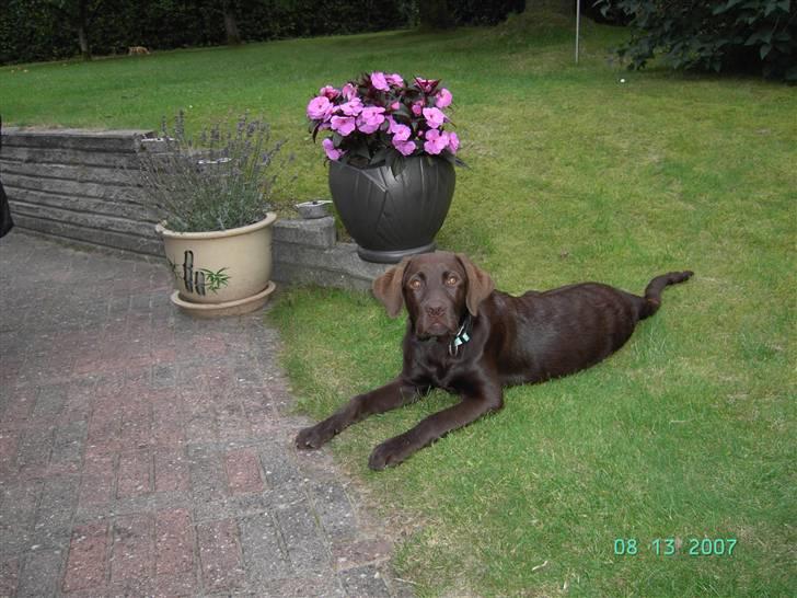 Labrador retriever Gordon - Slapper af i haven hjemme hos mormor og morfar... billede 5