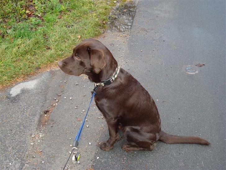 Labrador retriever Gordon billede 6