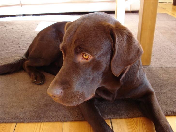 Labrador retriever Gordon billede 7