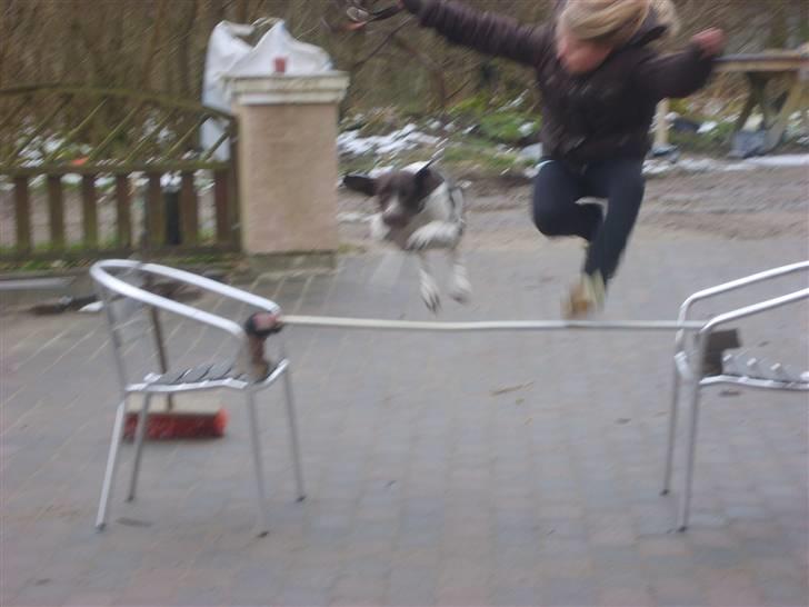 Gammel dansk hønsehund Anton - Sofie og Anton  billede 7