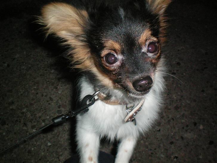 Papillon Chili - Ohøj... :) billede 8