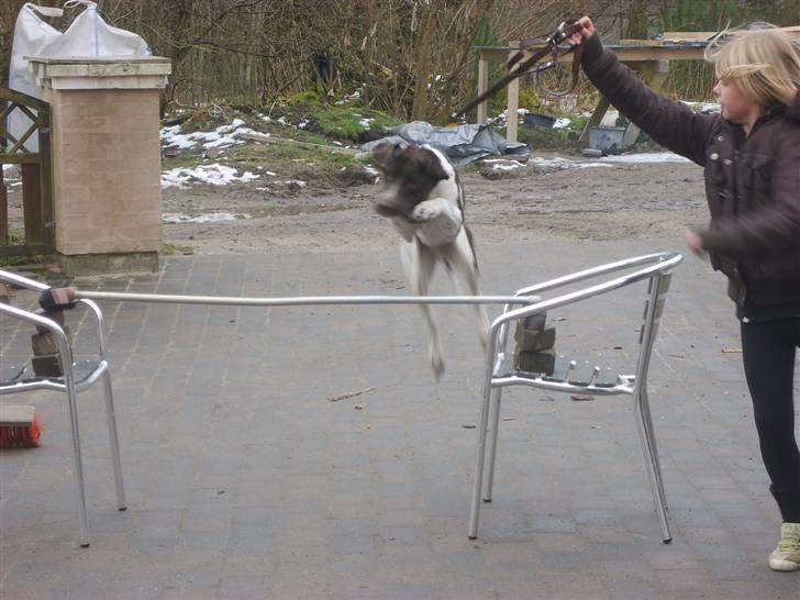 Gammel dansk hønsehund Anton billede 8