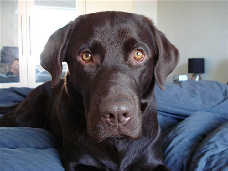 Labrador retriever Gordon billede 8