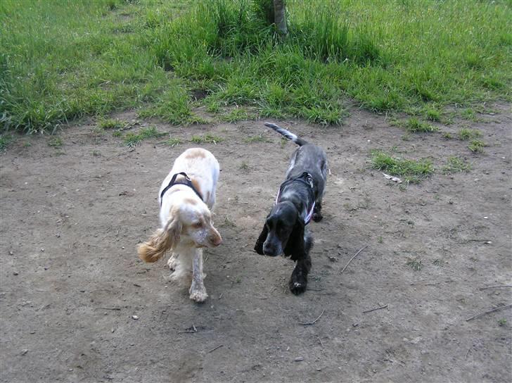 Cocker spaniel Chianti (Fisen) R.I.P - Fisen og smukke ´moster´ Freja til cockertræf maj 2009... 2 mdr før Fisen døde billede 7