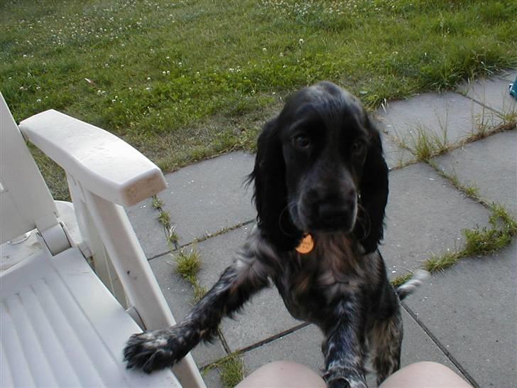 Cocker spaniel Chianti (Fisen) R.I.P - Hvad skal vi nu lave Mor? billede 8