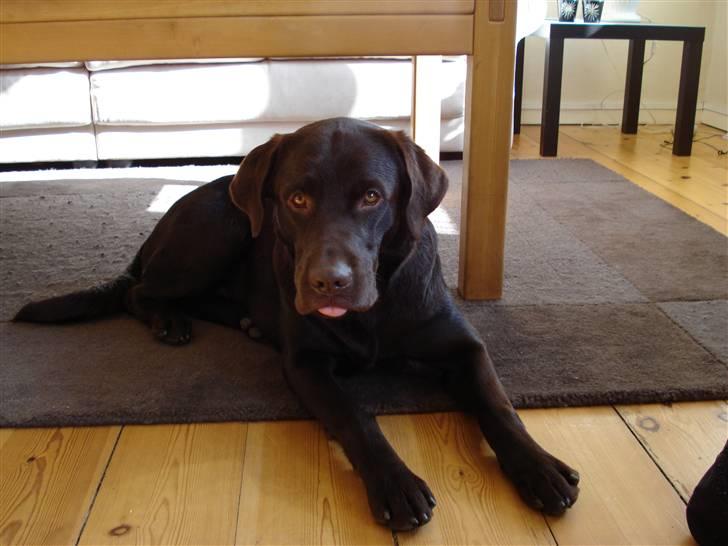 Labrador retriever Gordon billede 9