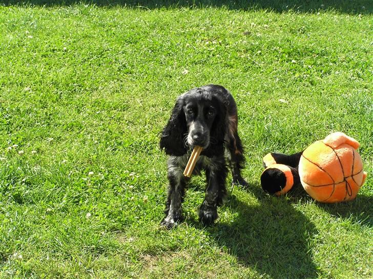 Cocker spaniel Chianti (Fisen) R.I.P - Se lige hvad jeg har fået :-) billede 9