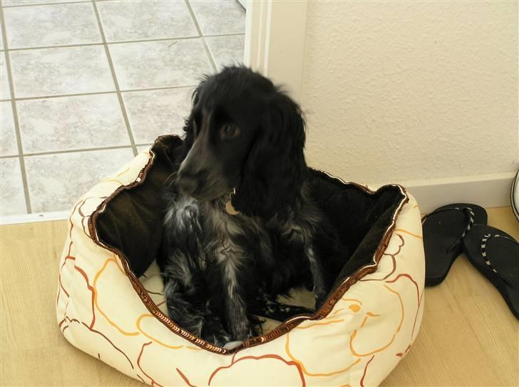 Cocker spaniel Chianti (Fisen) R.I.P - Der var Mor heldig at fange mig inden jeg hoppede ud af min hvalpekasse, der sker jo hele tiden noget spændende andre steder billede 10