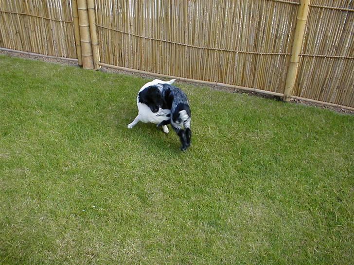 Cocker spaniel Chianti (Fisen) R.I.P - Når Mor og jeg besøger hendes bror så leger jeg vildt med Zorro (Mor´s  bror´s Jack Russel han terrier) billede 11
