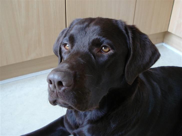 Labrador retriever Gordon billede 10