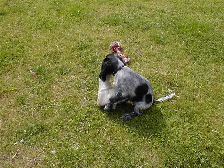 Cocker spaniel Chianti (Fisen) R.I.P - Haha... Nu fik jeg fat i Mor´s hjemmesko igen billede 13