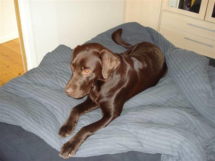 Labrador retriever Gordon - Har listet sig ind i mors seng:-) billede 11