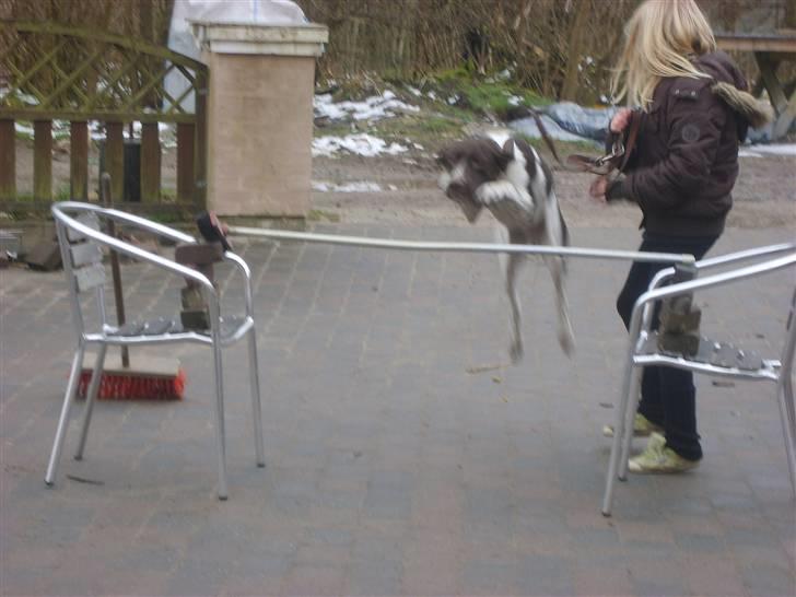 Gammel dansk hønsehund Anton billede 9