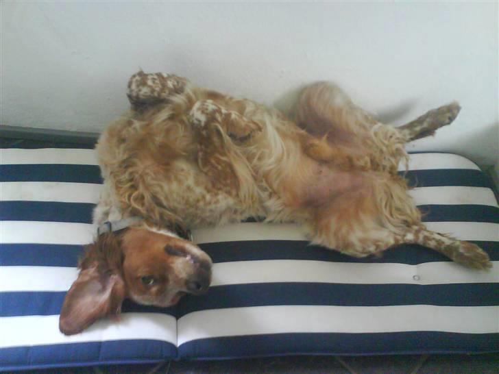 Breton Rex - Im so delicious! billede 7