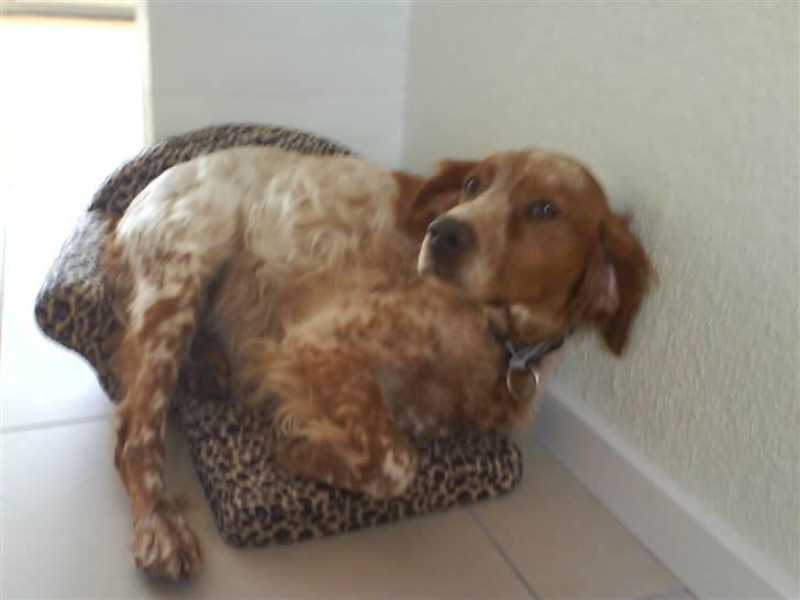 Breton Rex - Hmm er jeg mon for stor? billede 8