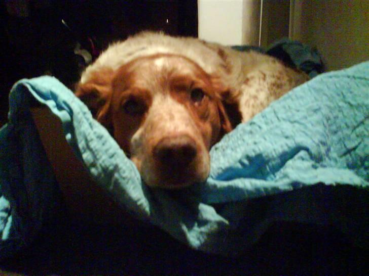 Breton Rex - Rex hygger sig :) billede 9