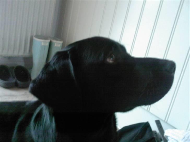 Labrador retriever (Formel 1) Zorro <3 (': - Er han ikke pææn ? (: <3 billede 1