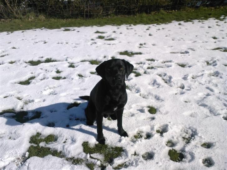 Labrador retriever (Formel 1) Zorro <3 (': - ude i sneen !! :D billede 2
