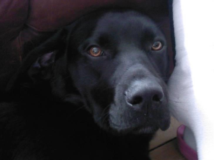 Labrador retriever (Formel 1) Zorro <3 (': - Dejlig vuf (: <3 billede 3