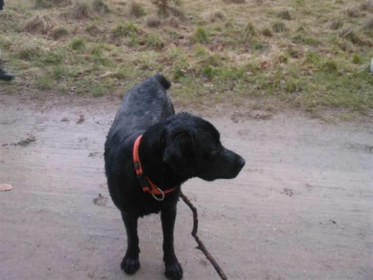 Labrador retriever (Formel 1) Zorro <3 (': - På tur (: billede 4