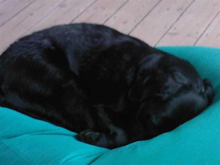 Labrador retriever (Formel 1) Zorro <3 (': - Han ligner jo en lille baby <33 billede 5