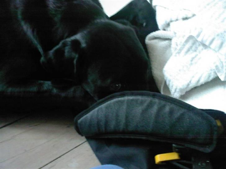 Labrador retriever (Formel 1) Zorro <3 (': - Han ELSKER min mors træningtaske(;  billede 6