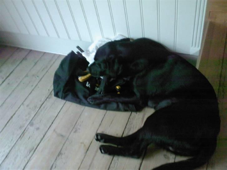 Labrador retriever (Formel 1) Zorro <3 (': - Han ELSKER min mors træningtaske(;  billede 7