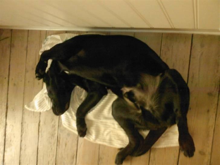 Labrador retriever (Formel 1) Zorro <3 (': - Han ligge tit på meget sjove måder ;D billede 8