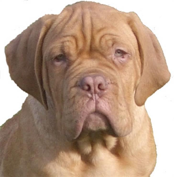 Dogue de bordeaux  Junker R.I.P.  22/12-09  - Junker 10 uger gammel billede 1