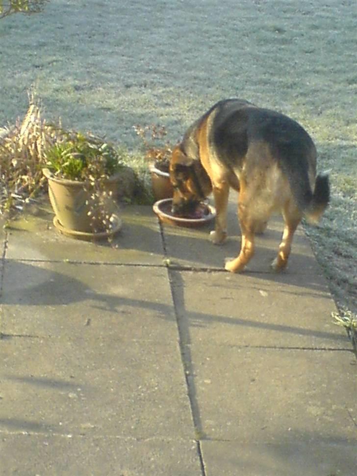 Blanding af racer Odin <3 ^Nye billeder^ billede 1